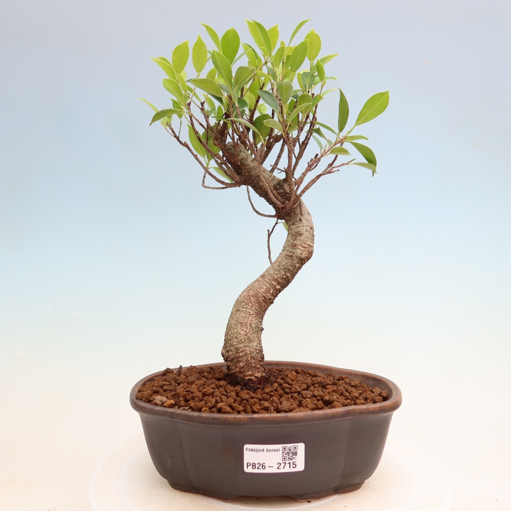 Pokój bonsai - Ficus kimmen - figowiec drobnolistny