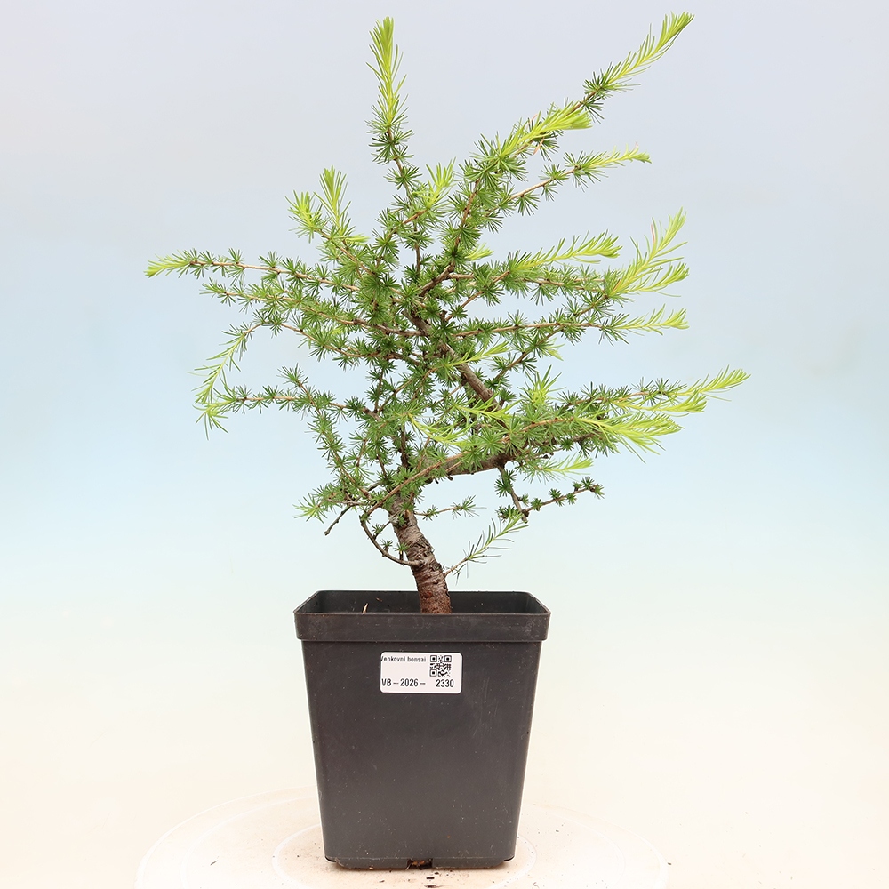 Bonsai zewnętrzne - Larix decidua - Modrzew