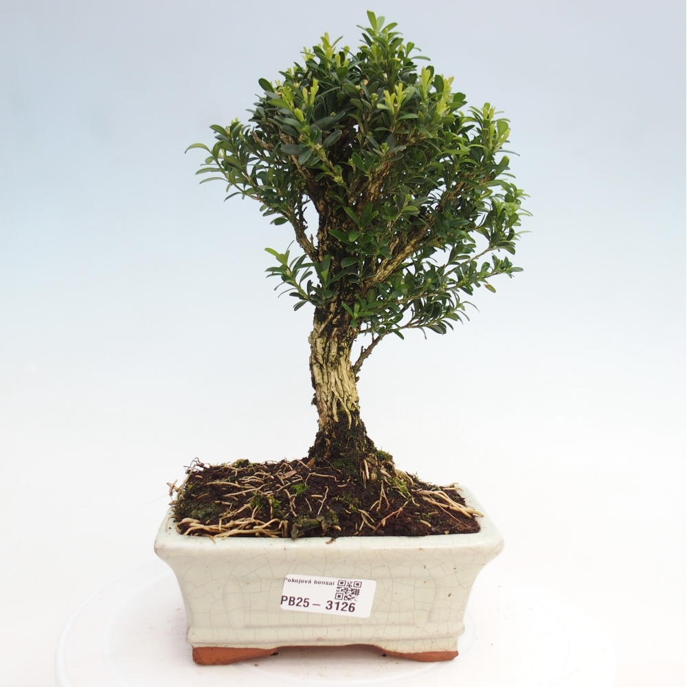 Pokój Bonsai - Buxus harlandii - Bukszpan korkowy