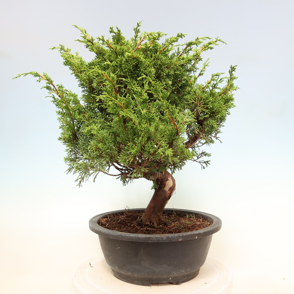 Bonsai ogrodowe – Juniperus chinensis Itoigawa – jałowiec chiński