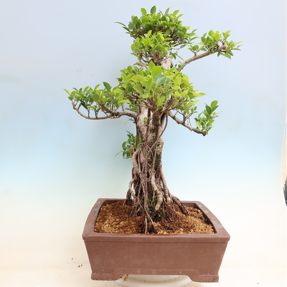 Pokój bonsai - Ficus kimmen - figowiec drobnolistny