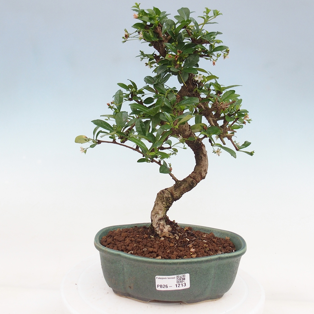 Bonsai pokojowe - Carmona macrophylla - Tea fuki