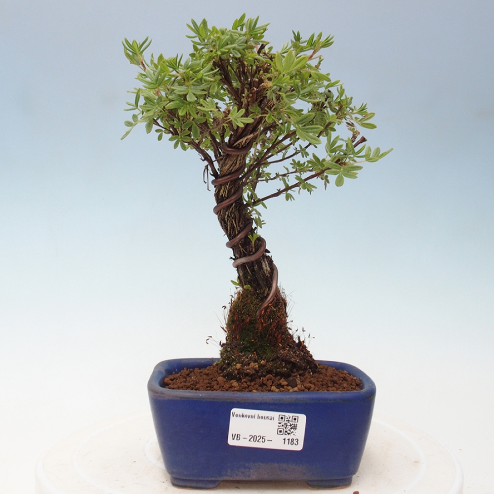 Outdoor bonsai-Pięciolistnik - Potentila fruticosa żółty Ptak