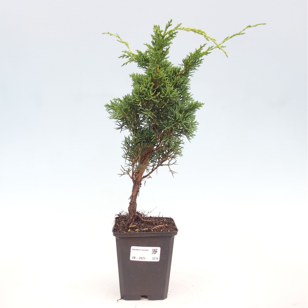 Outdoor bonsai - Juniperus chinensis Kishu - chiński jałowiec