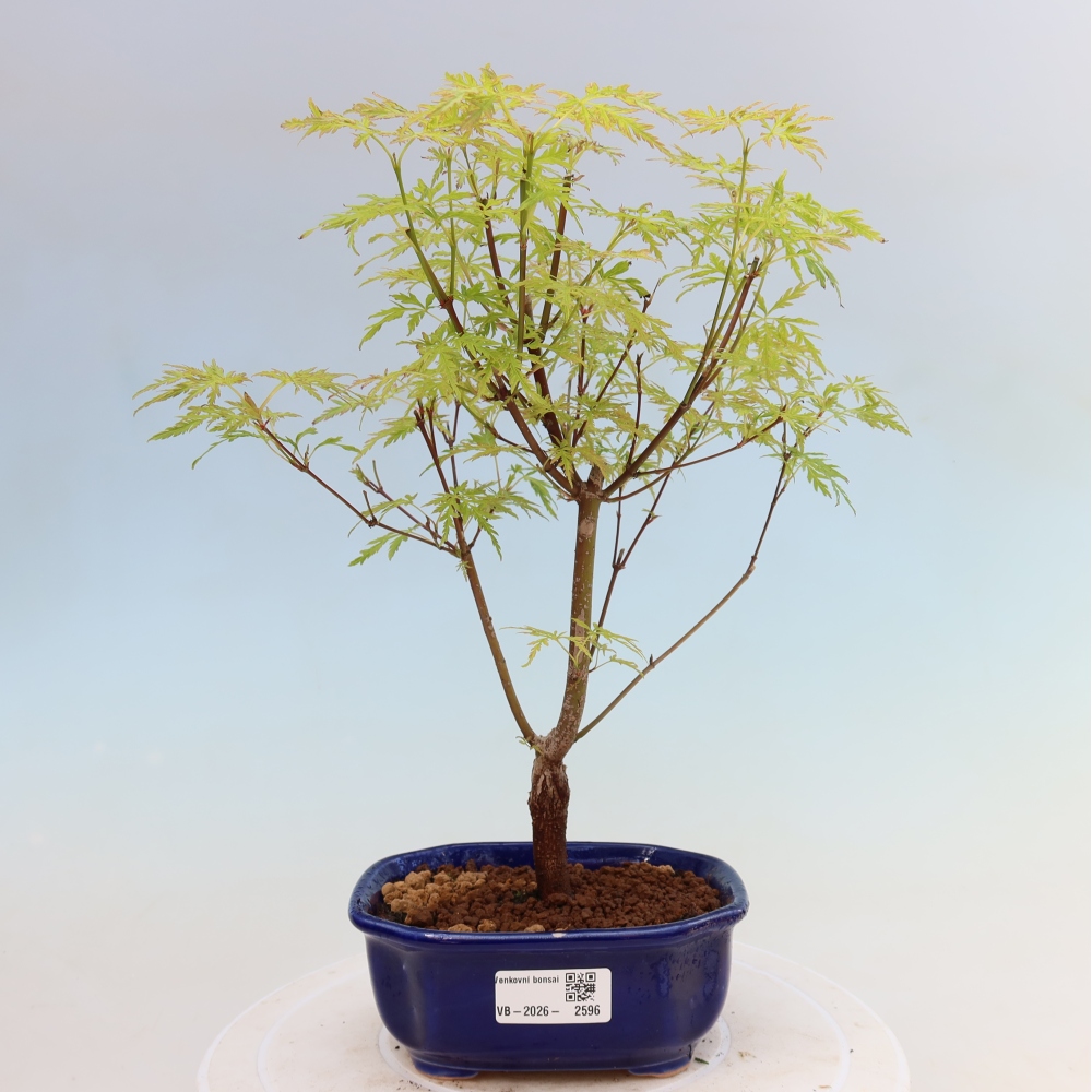 Bonsai ogrodowe – Acer palmatum Dissectum – klon palmowy 