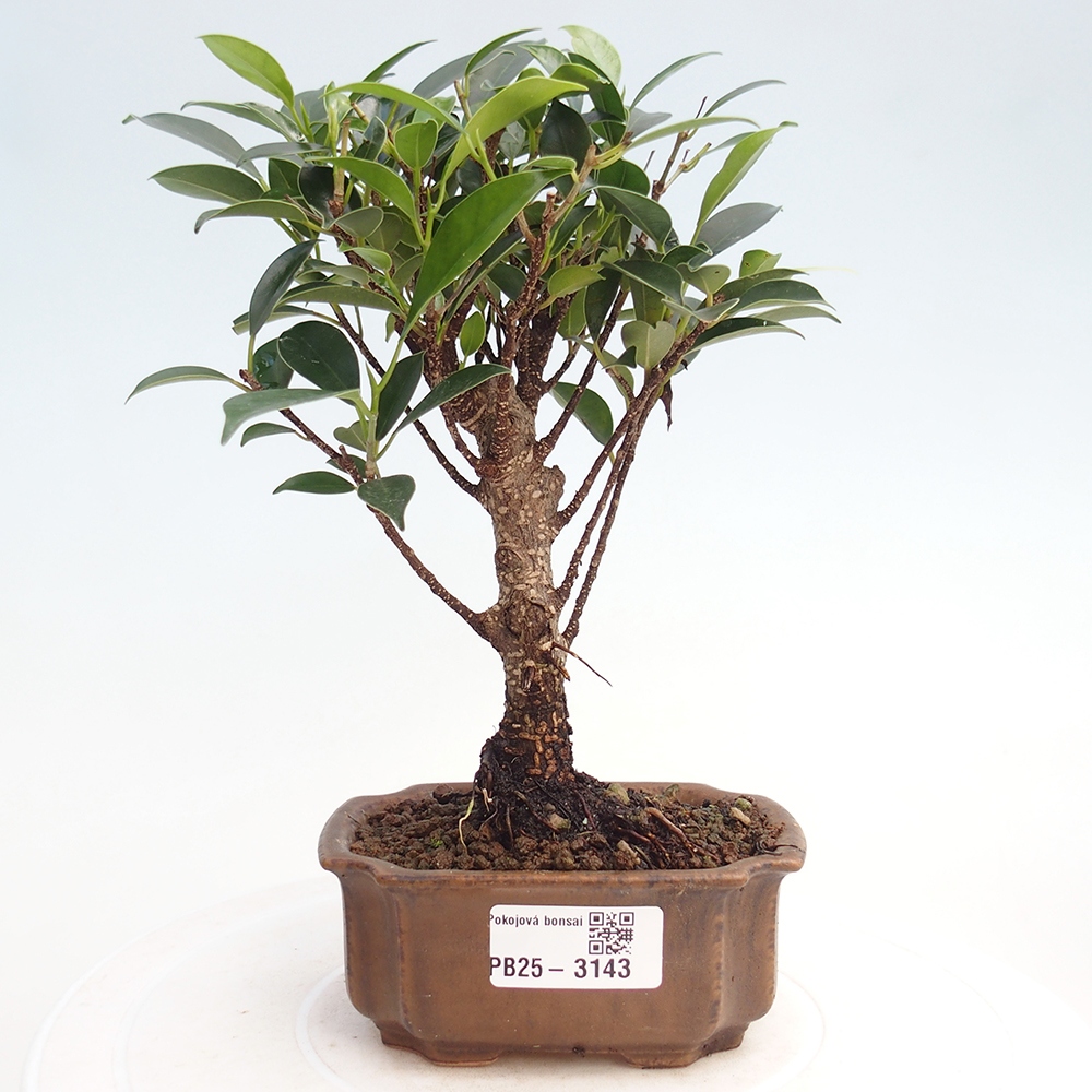 Pokój bonsai Ficus retusa kimmen