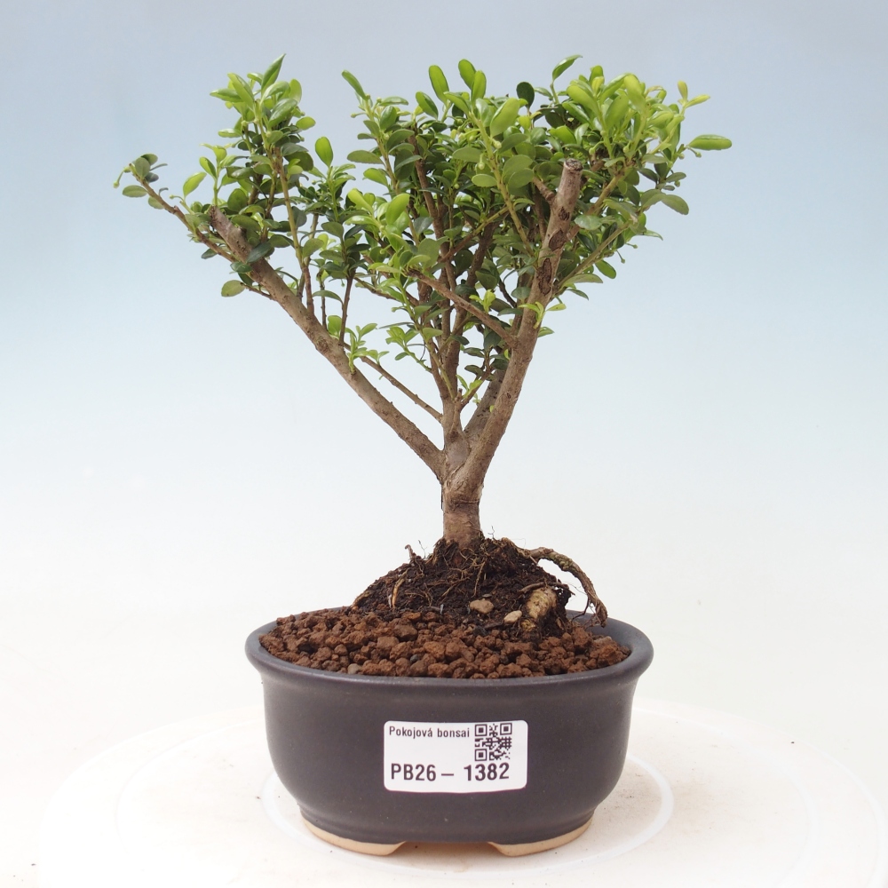 Pokój bonsai - Ilex crenata - Ostrokrzew