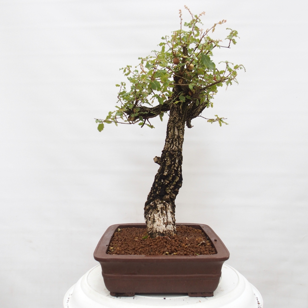 Yamadori - Quercus Ilex - Dąb ostrokrzewowy