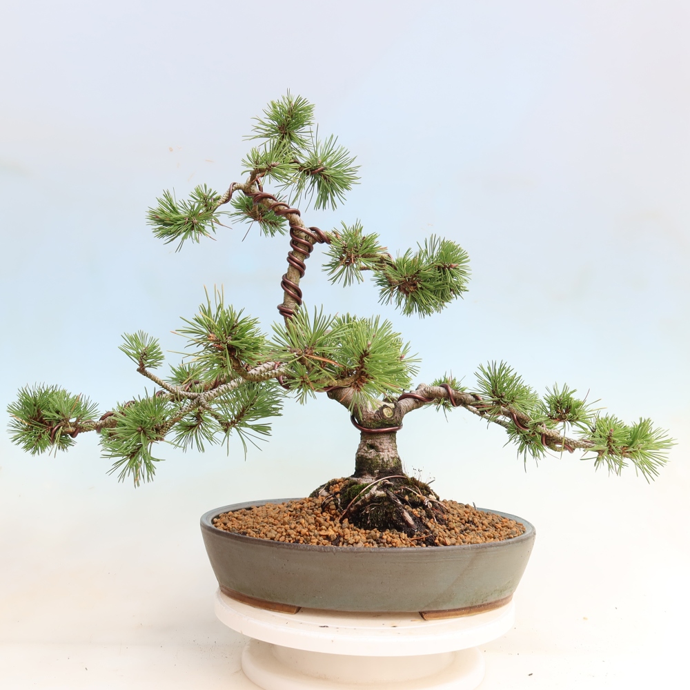 Bonsai ogrodowe – Pinus mugo Humpy – sosna karłowata