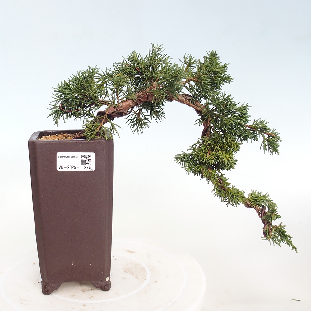 Outdoor bonsai - Juniperus chinensis Kishu