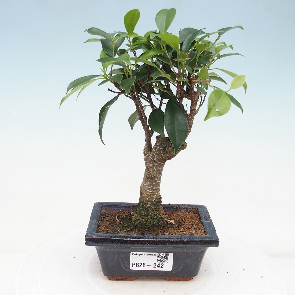 Pokój bonsai Ficus retusa kimmen
