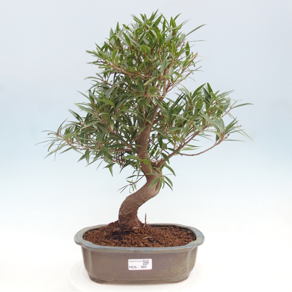 Pokój bonsai - Ficus nerifolia - figowiec drobnolistny