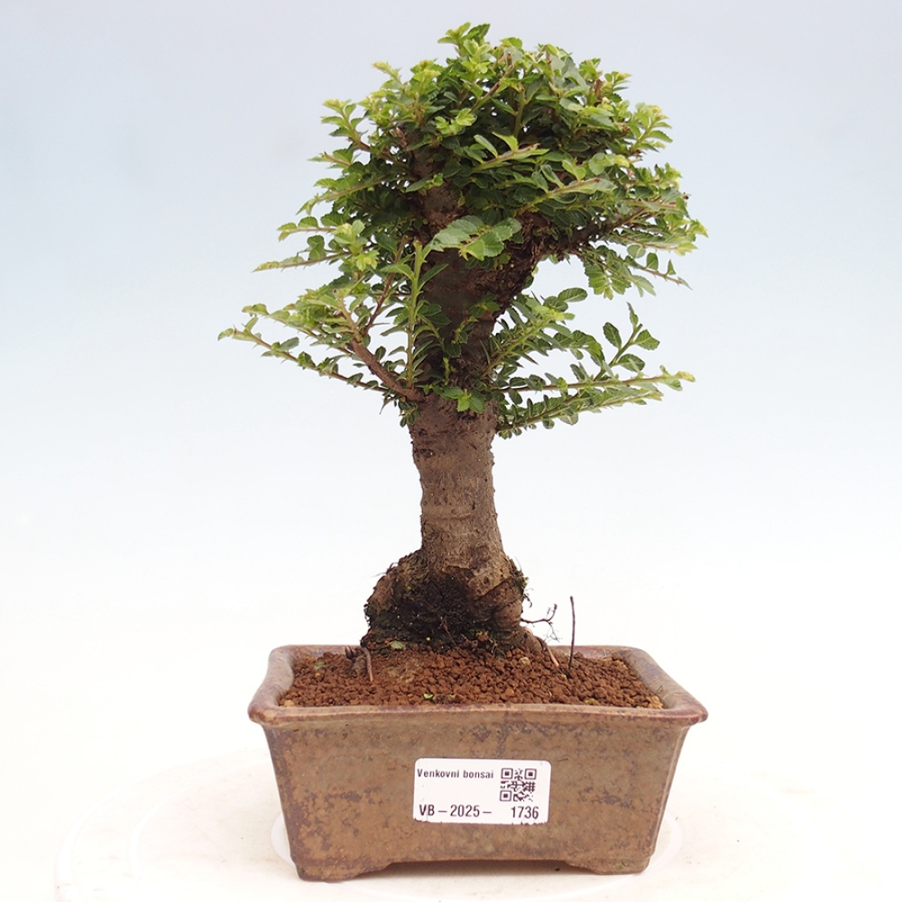Bonsai zewnętrzne - Ulmus parvifolia Hokkaido - wiąz chiński