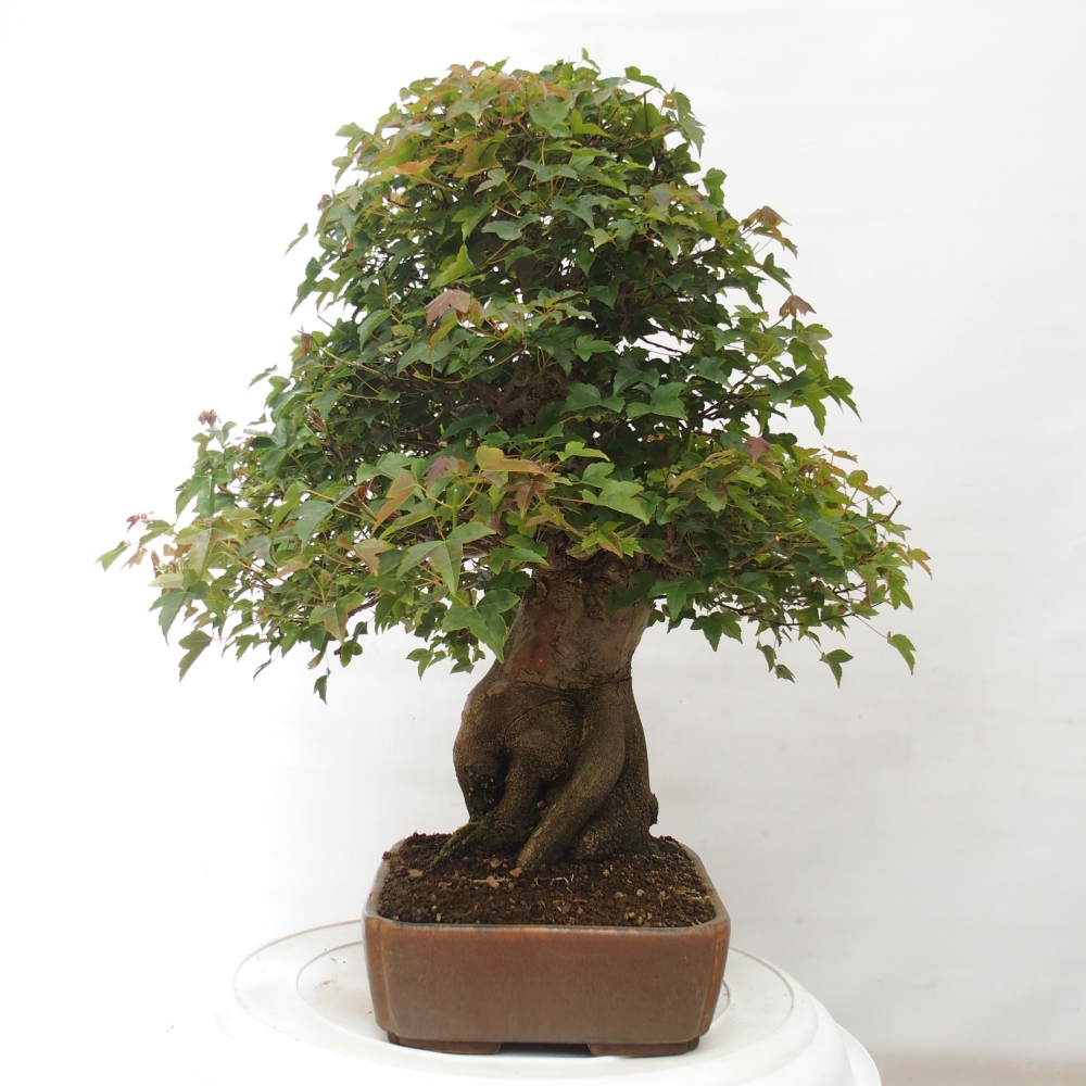 Outdoor bonsai - Maple Buergerianum - Burger Maple