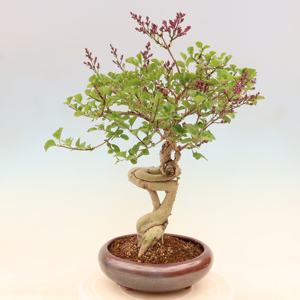 Outdoor bonsai - Syringa microphylla - liliowiec drobnokwiatowy