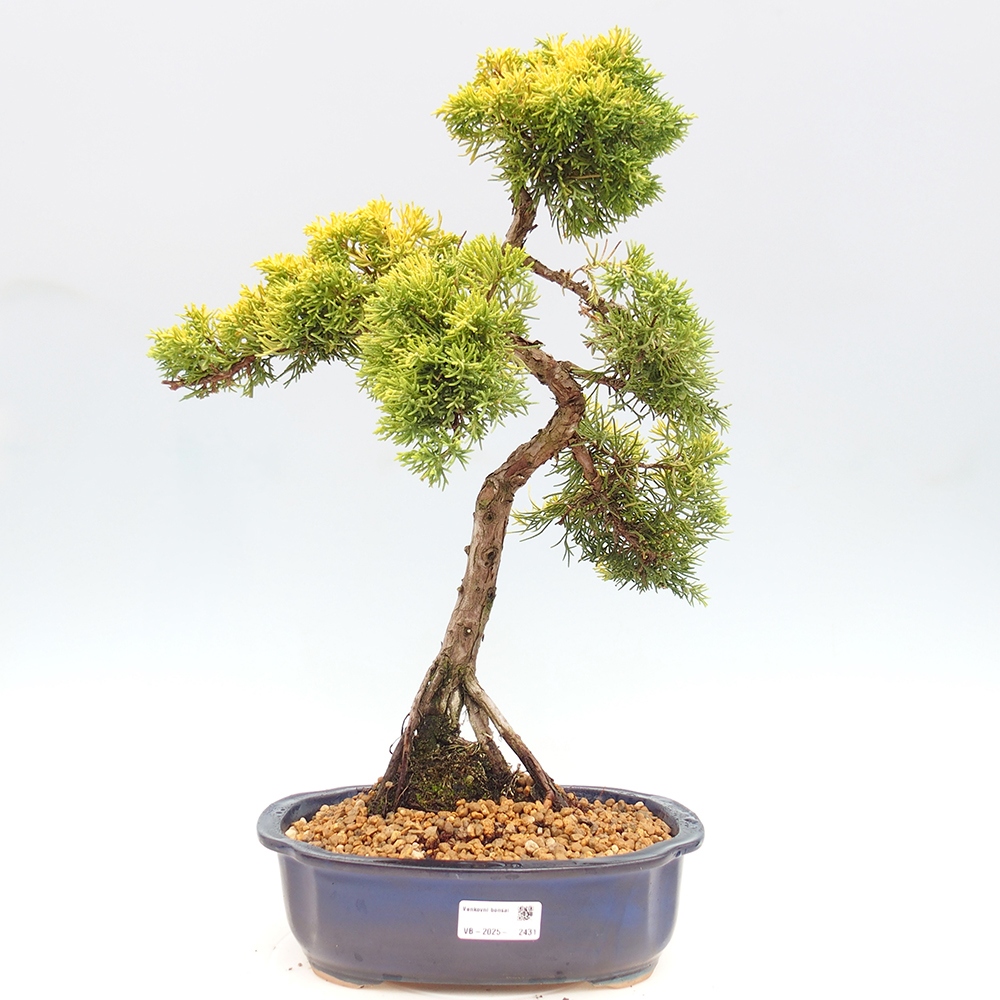 Bonsai plenerowe - Juniperus chinensis plumosa aurea - chiński jałowiec złoty