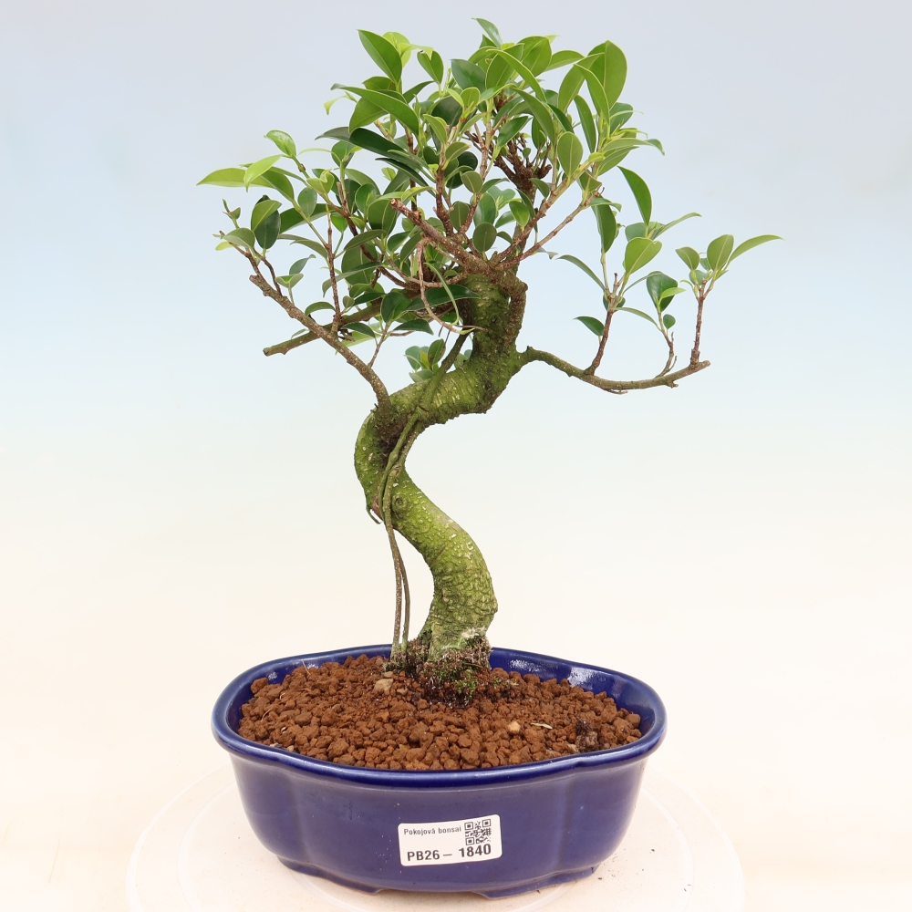 Pokój bonsai - Ficus retusa - figowiec drobnolistny