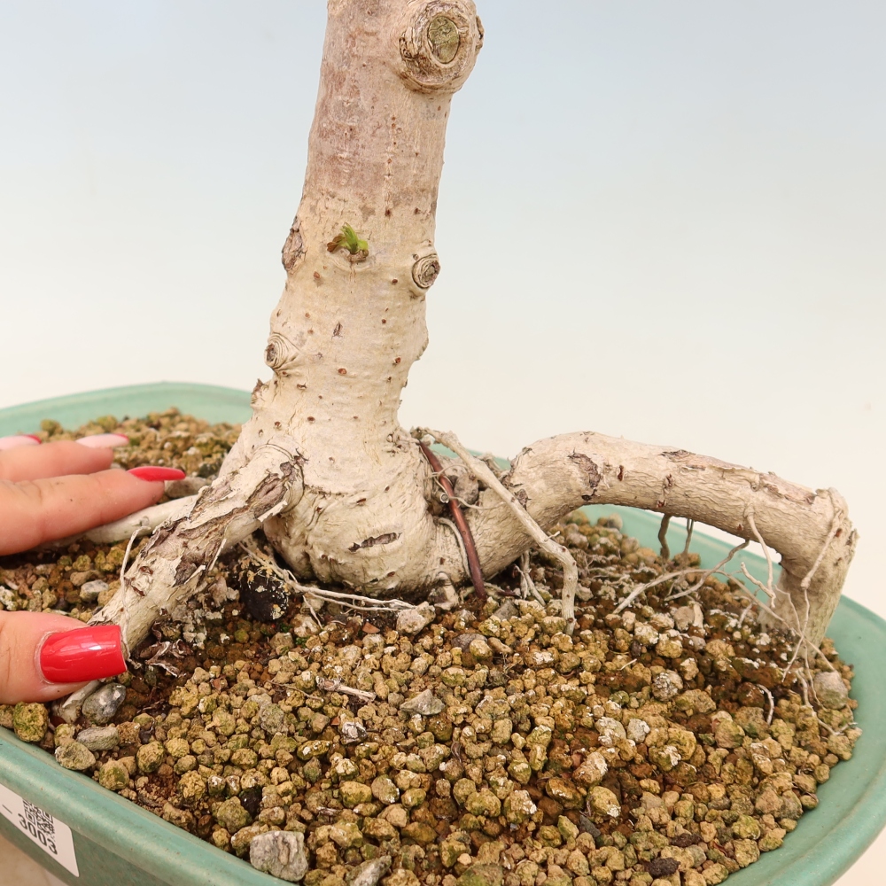 Bonsai domowe - Hibiscus tiliaceus - Hibiskus morski