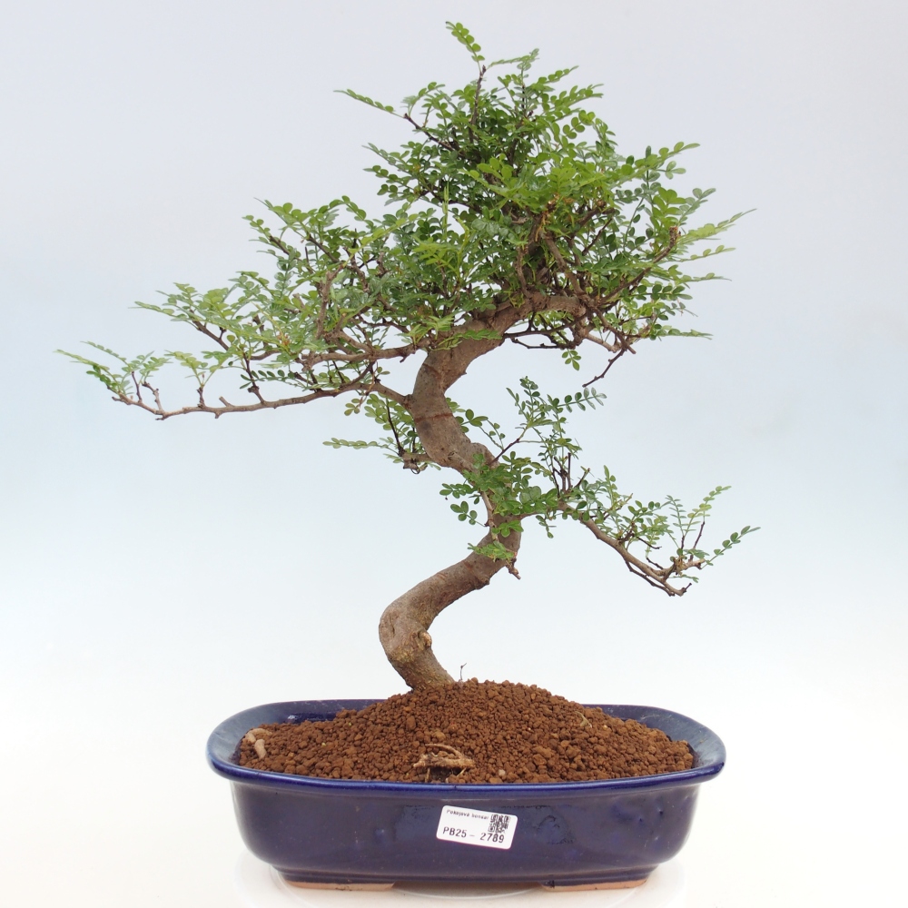 Bonsai do wnętrz - Zantoxylum piperitum - Mięta pieprzowa