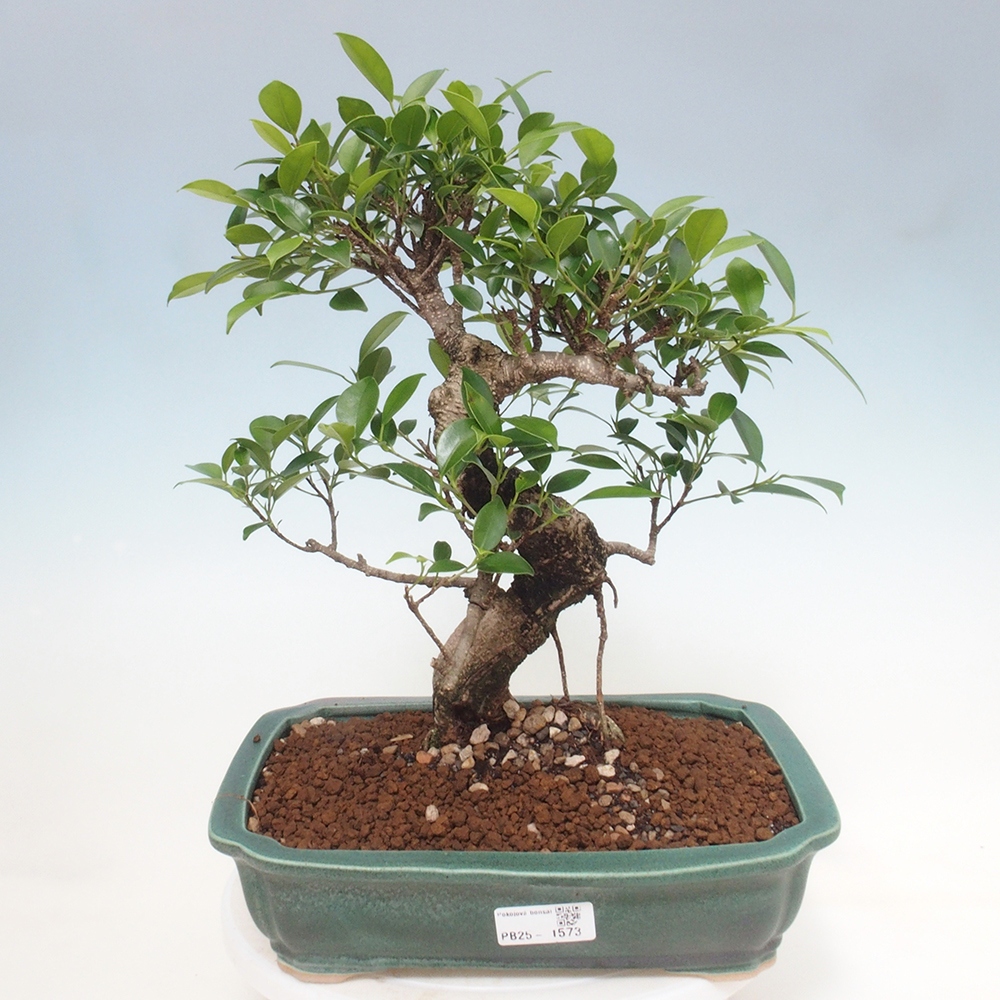 Kryty bonsai - Ficus kimmen - figowiec drobnolistny