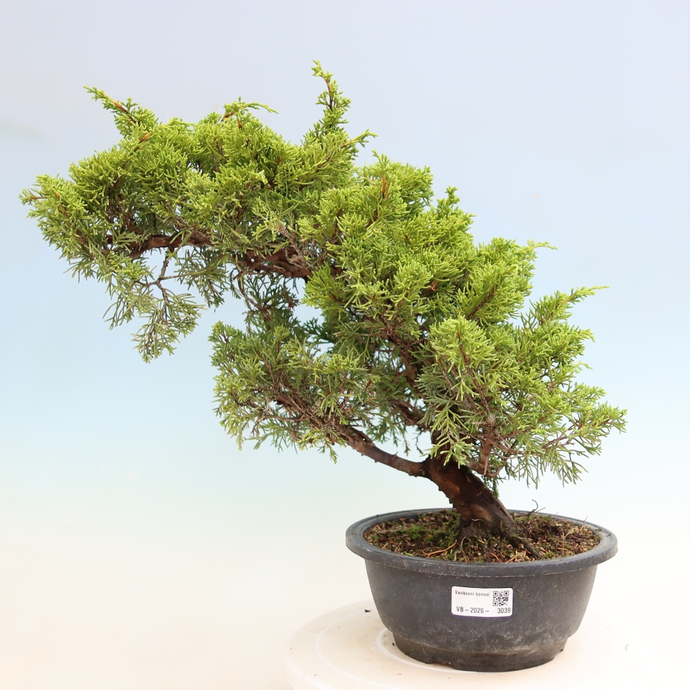Bonsai ogrodowe – Juniperus chinensis Itoigawa – jałowiec chiński