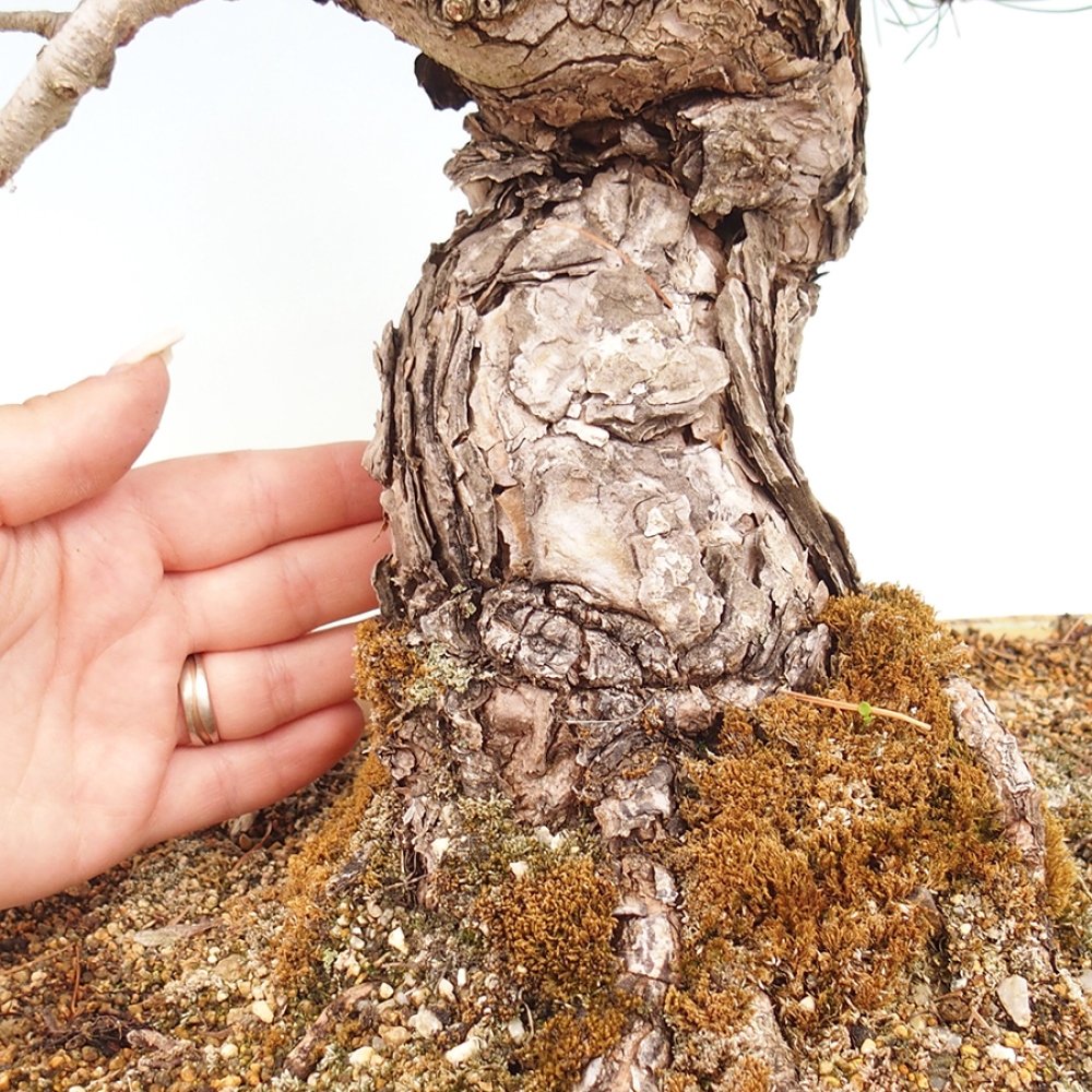 Outdoor bonsai - Pinus parviflora - Pinus parviflora