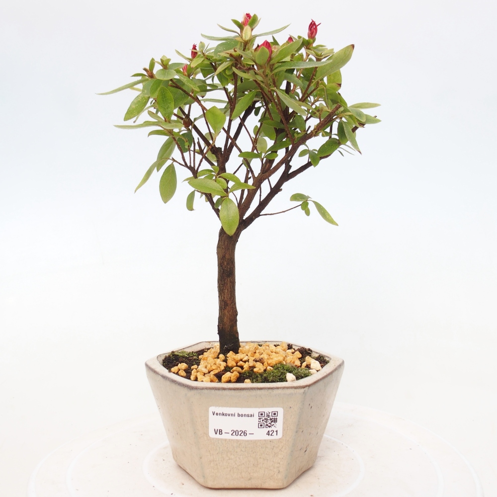 Outdoor bonsai - Azalia japońska - Azalea sp.