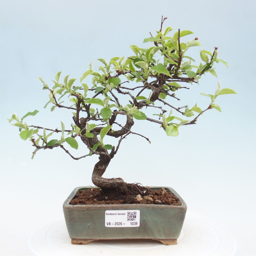 Bonsai zewnętrzne - Chaneomeles chinensis