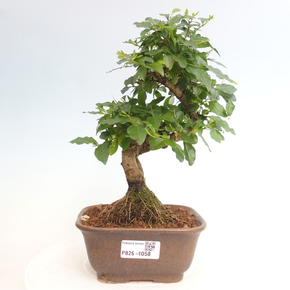 Pokój bonsai - Ligustrum chinensis - Dziób ptaka