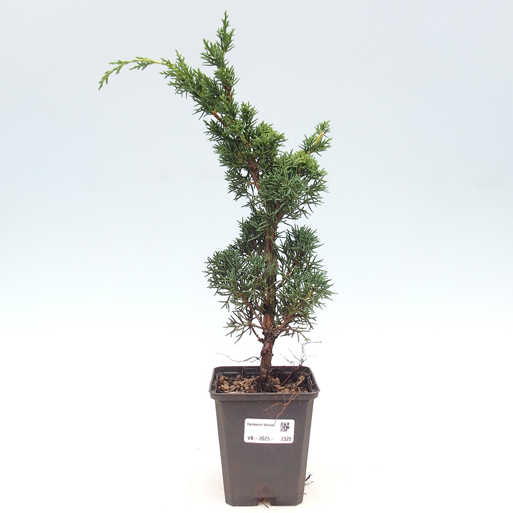 Outdoor bonsai - Juniperus chinensis Kishu - chiński jałowiec