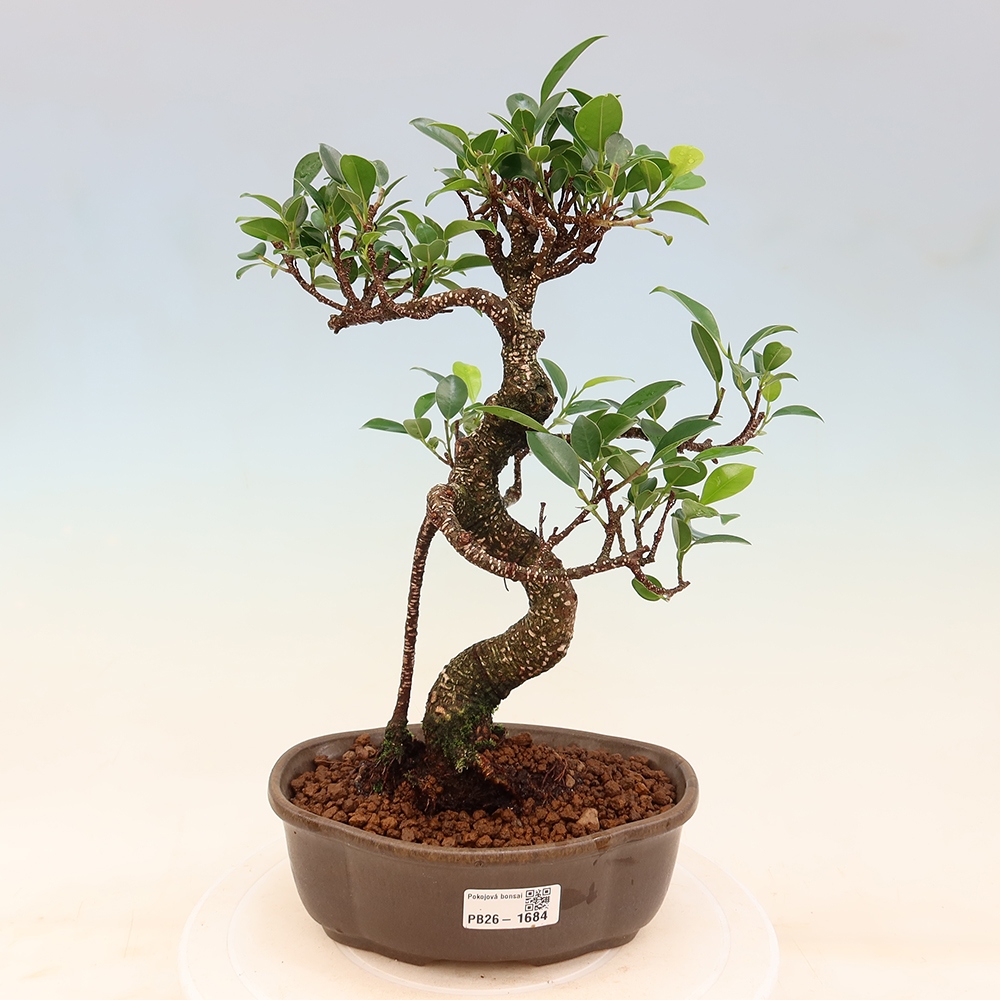 Pokój bonsai - Ficus retusa - figowiec drobnolistny