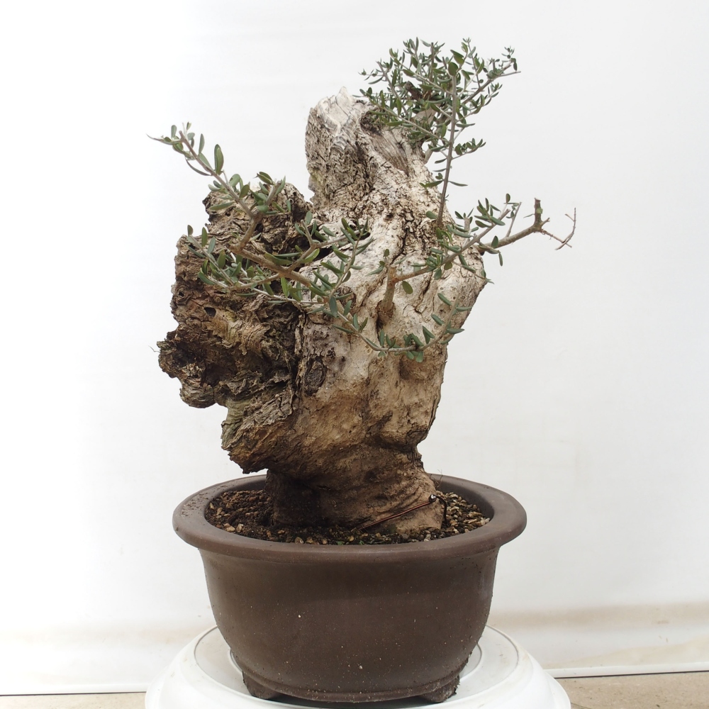 Kryte bonsai - Olea europaea sylvestris - Europejska oliwa z małych liści