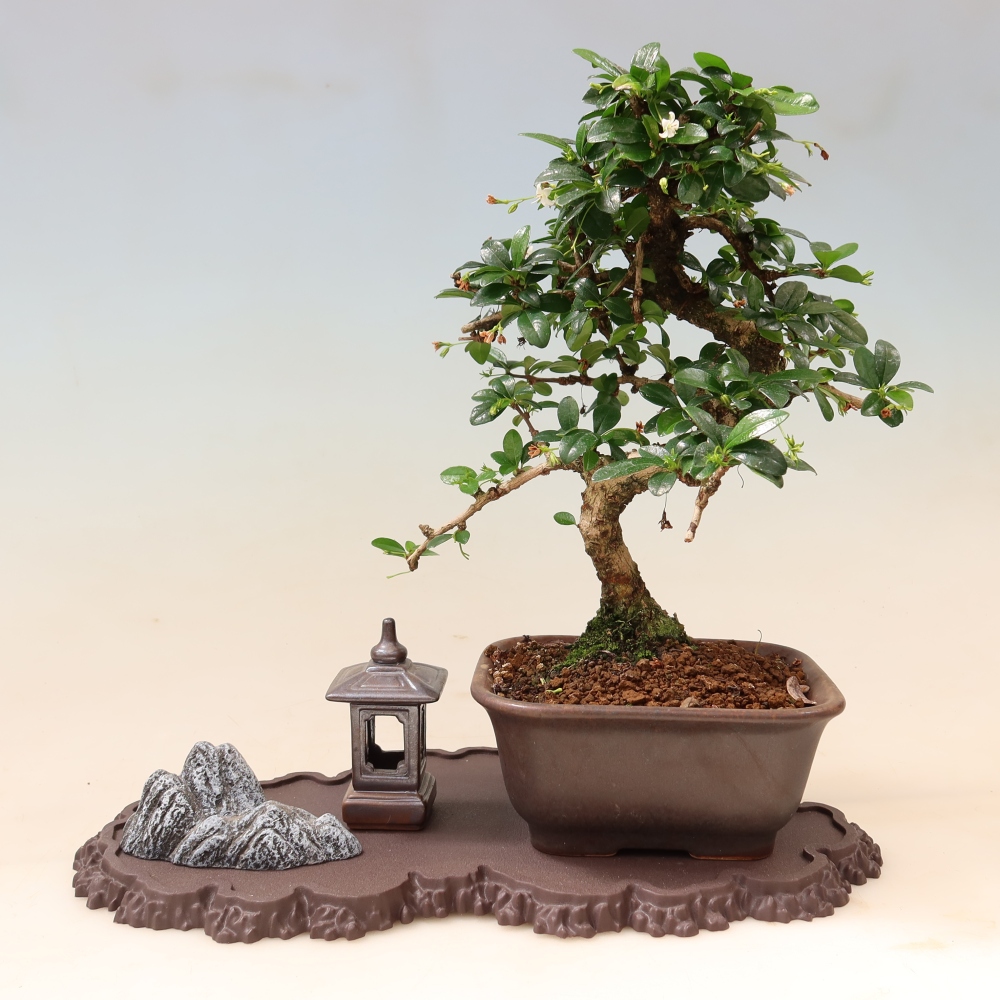 Plastikowa podstawka pod bonsai 33 x 19 x 1,5 cm, kolor brązowy