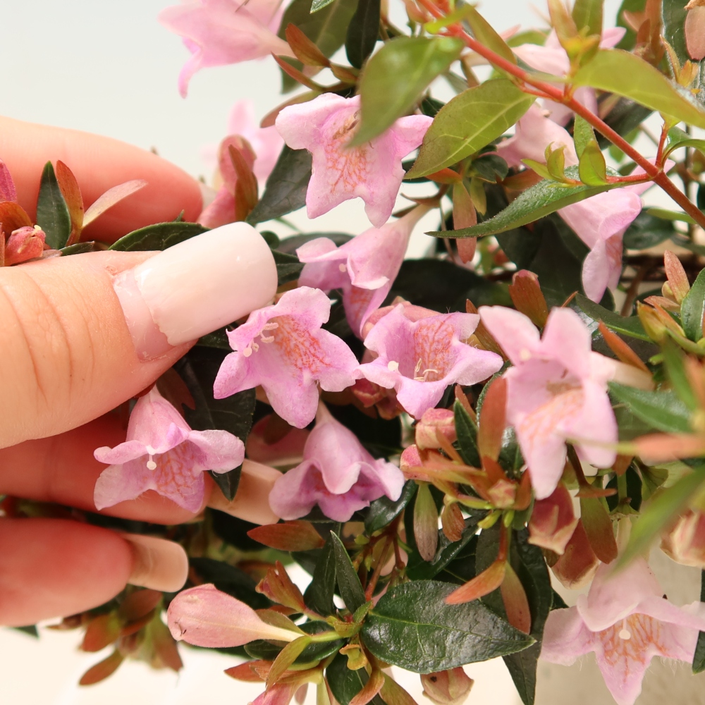 Bonsai ogrodowe – Abelia Edward Goucher – Abelia wielkokwiatowa