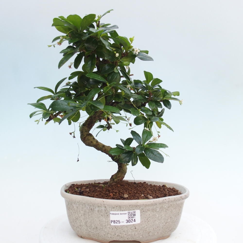 Pokój bonsai - Carmona macrophylla - Tea fuki