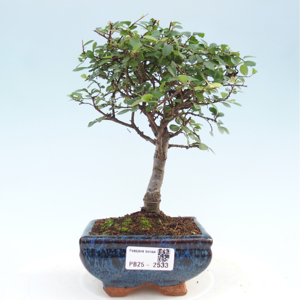 Kryty bonsai - Ulmus parvifolia - Wiąz mały liść