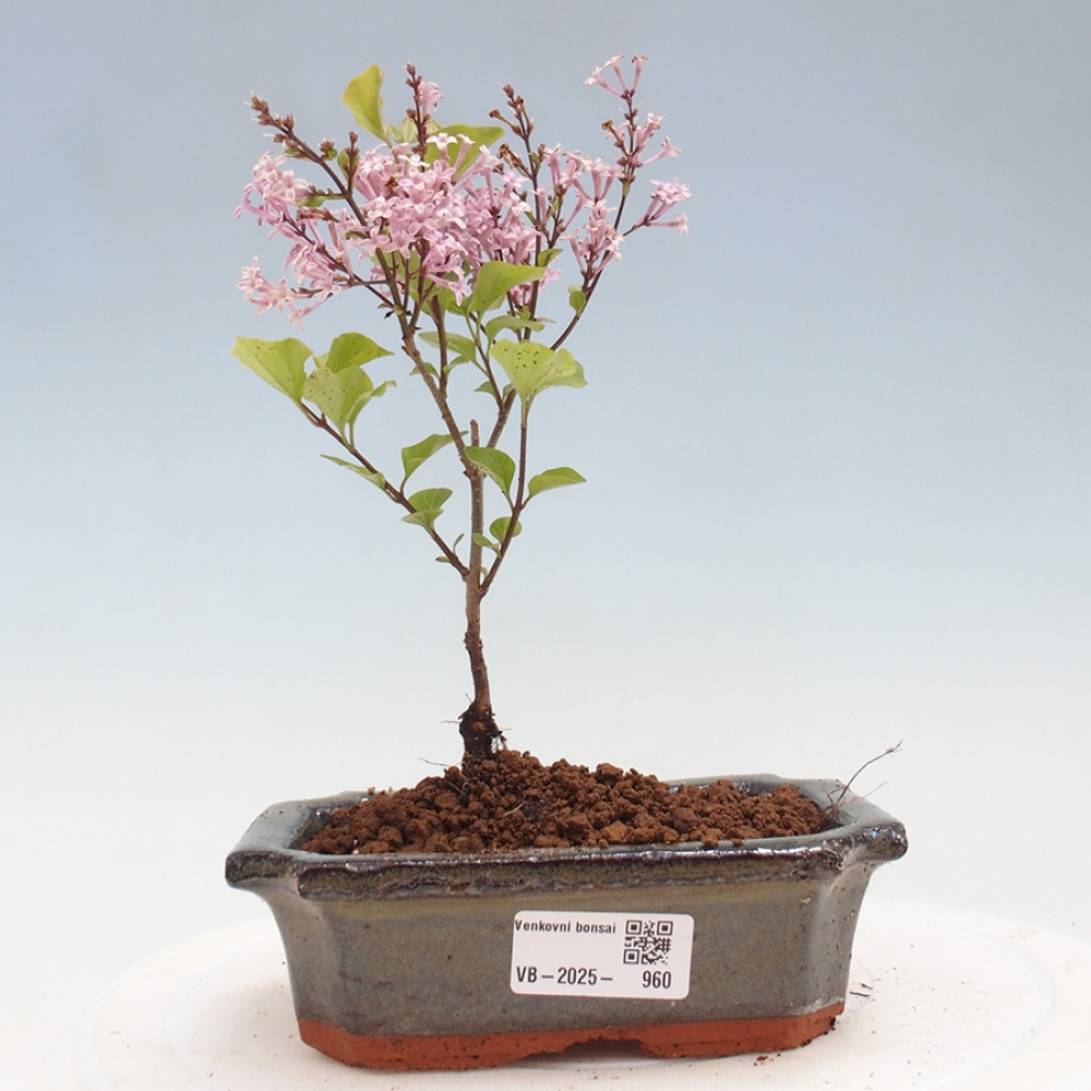 Bonsai zewnętrzne - Syringa Meyeri Palibin - Liliowy Meyera