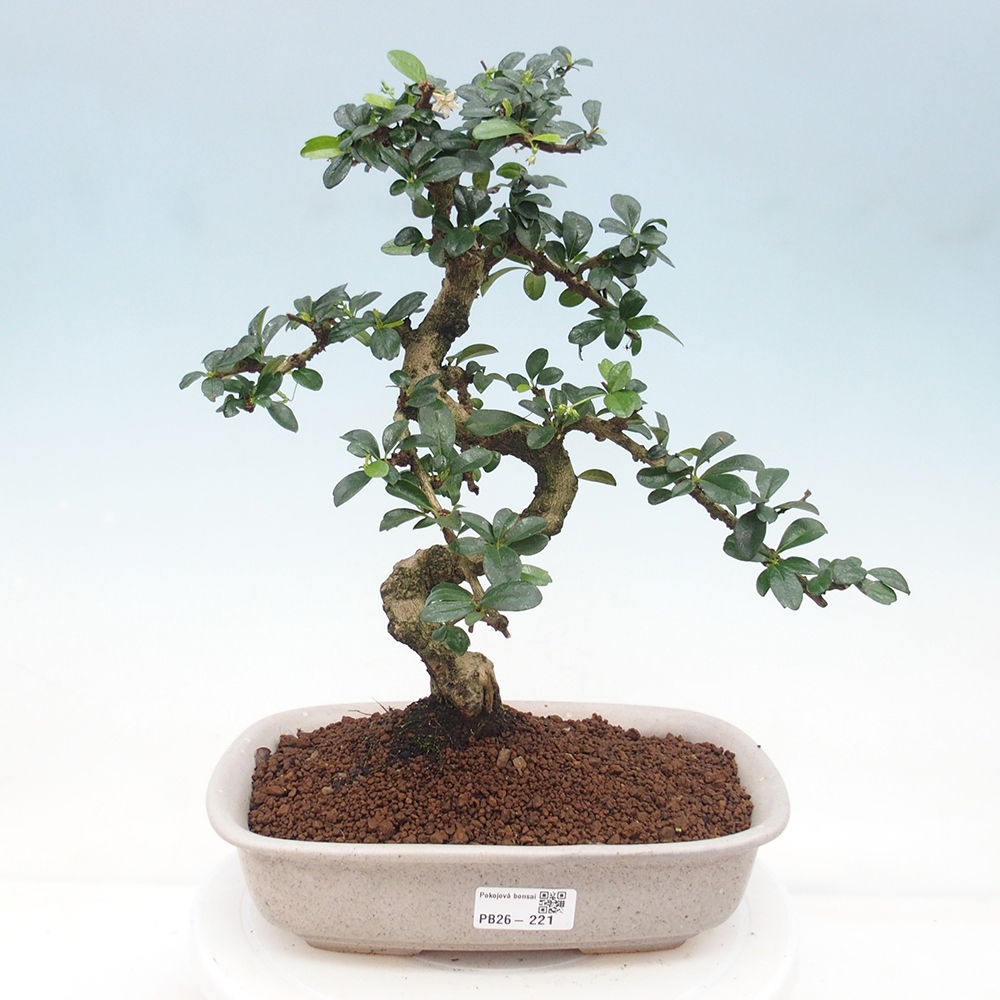 Bonsai pokojowe - Carmona macrophylla - Tea fuki
