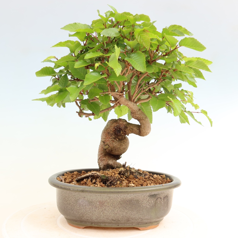 Outdoor bonsai - Carpinus coreana - grab koreański