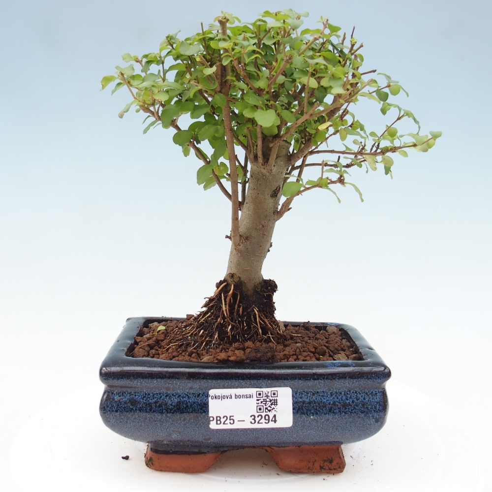 Pokój bonsai - Ligustrum chinensis - Dziób ptaka