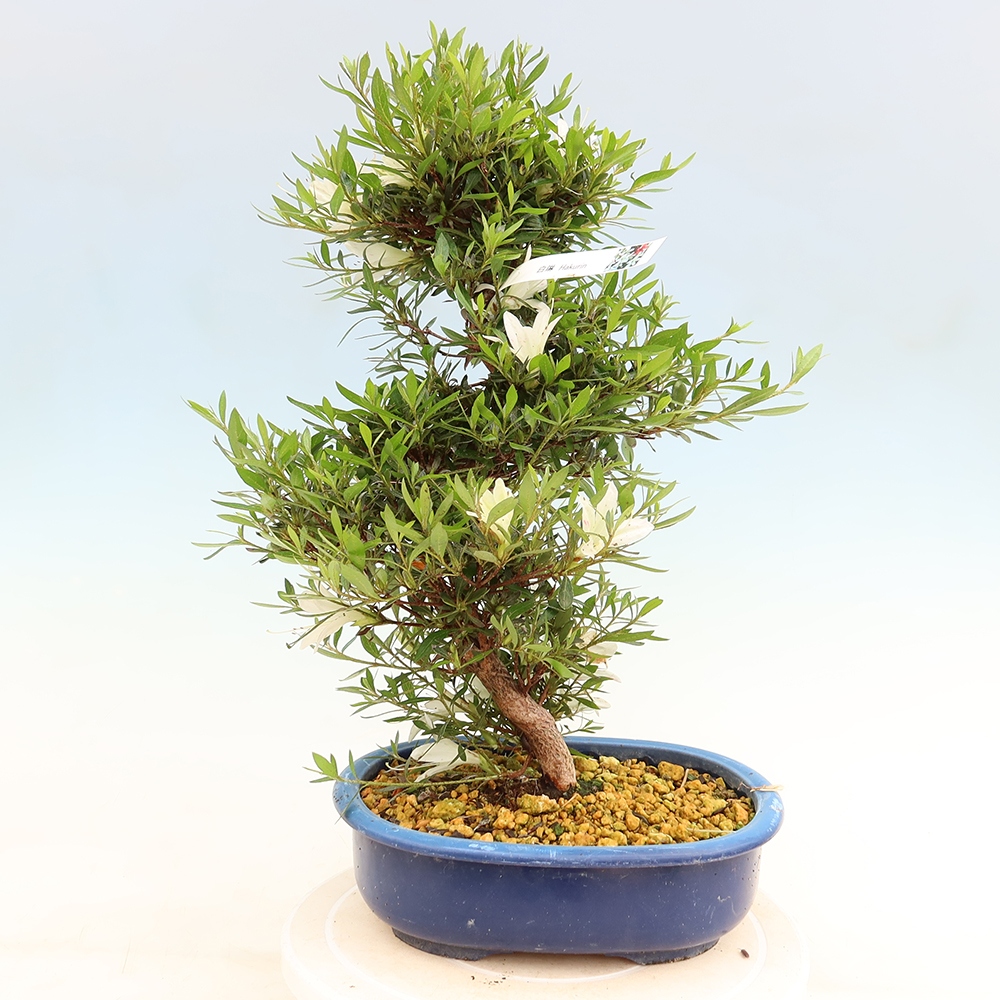 Bonsai zewnętrzne - Azalia japońska - Azalia Hakurin