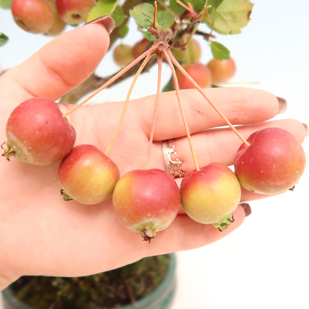 Bonsai plenerowe - Malus Halliana - Jabłoń drobnoowocowa