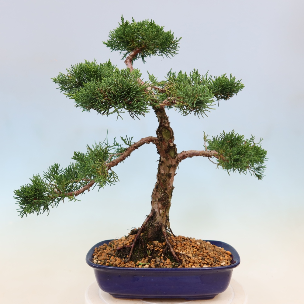 Outdoor bonsai - Juniperus chinensis Kishu