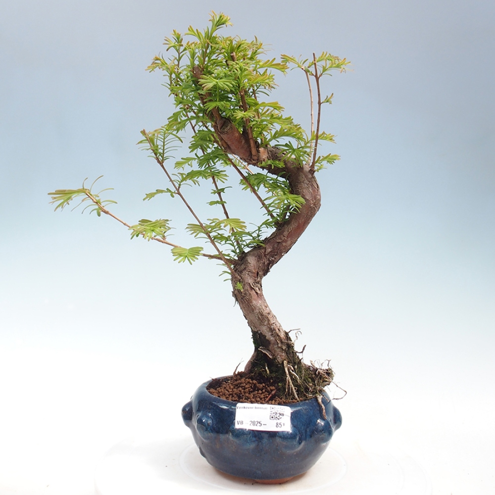 Outdoor bonsai - Metasequoia glyptostroboides - chińskie metasekvoje