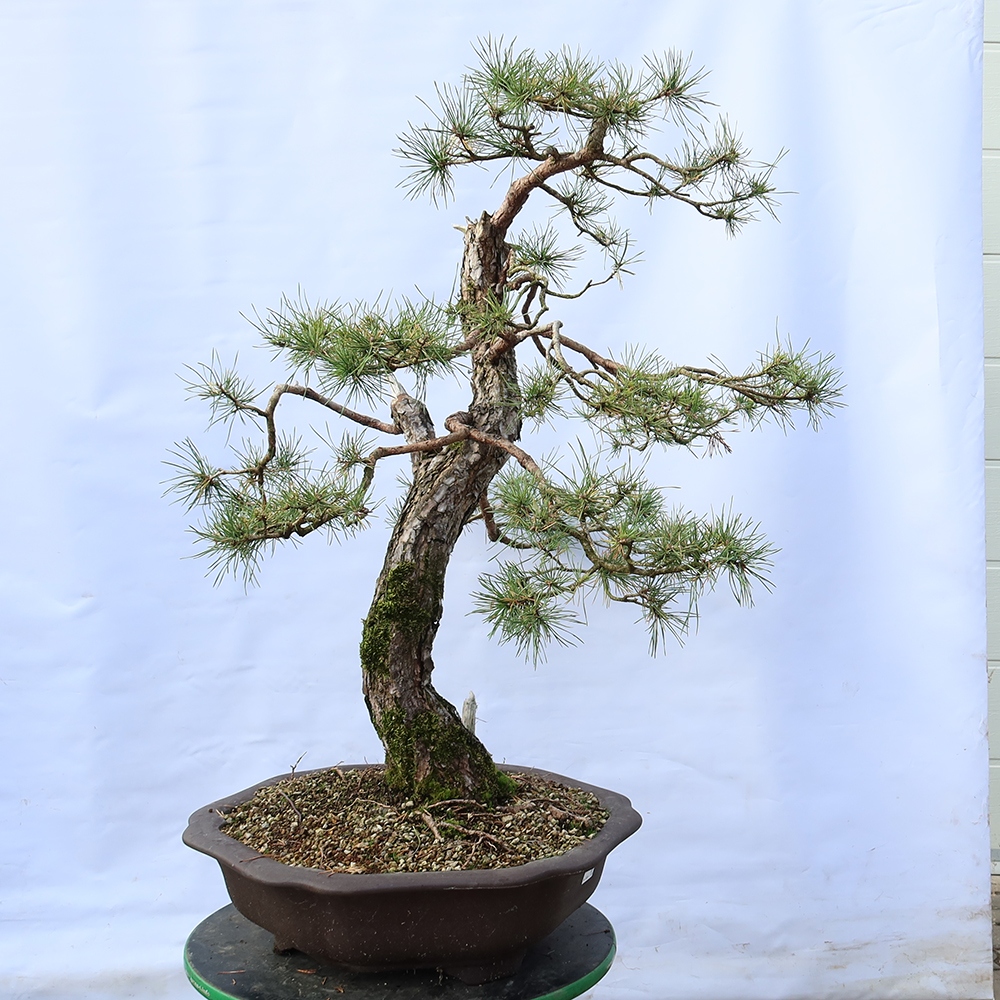 Pinus sylvestris Hiszpania – sosna zwyczajna
