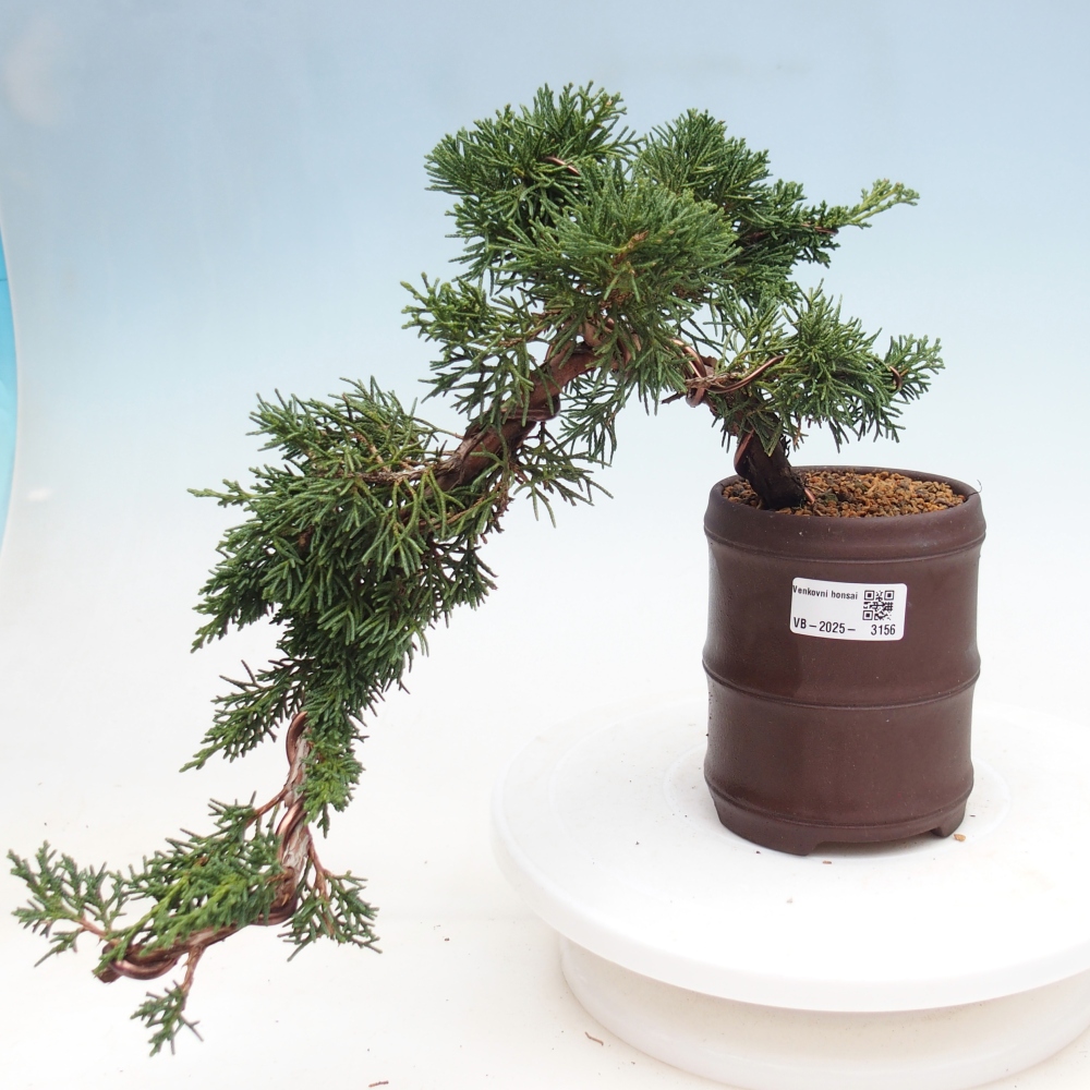 Bonsai zewnętrzne - Juniperus chinensis Kishu - Jałowiec chiński