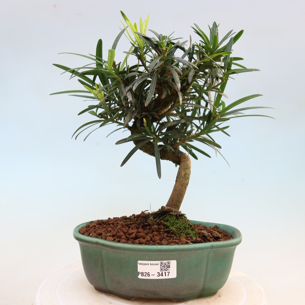 Pokój bonsai - Podocarpus - Kamienny cis