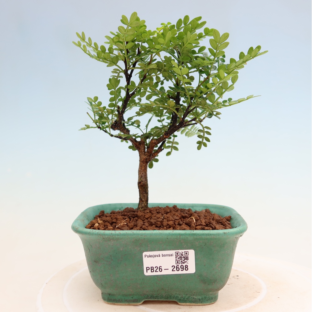 Pokój bonsai - Zantoxylum piperitum - drzewo pieprzowe