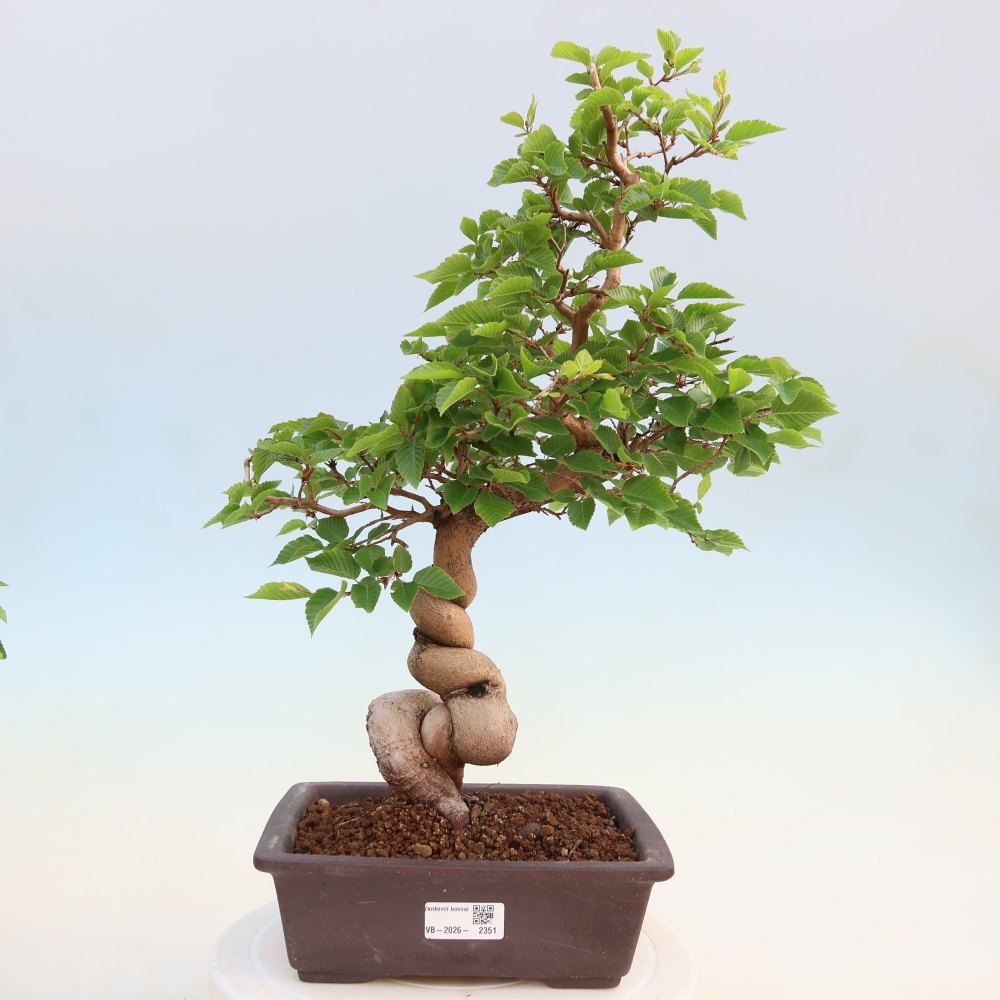 Outdoor bonsai - Carpinus coreana - grab koreański