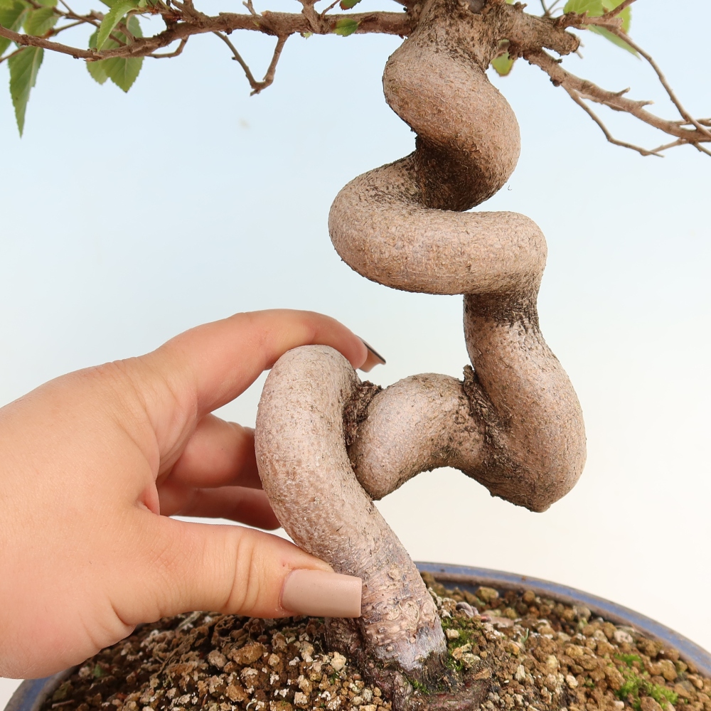 Outdoor bonsai - Carpinus CARPINOIDES - grab koreański